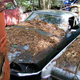 Illustration for article titled Massive Secret Mustang Junkyard Found In Rhode Island Forest